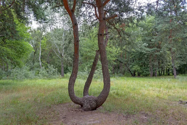Дерево Трон Лесного Короля Лицензионные Стоковые Изображения