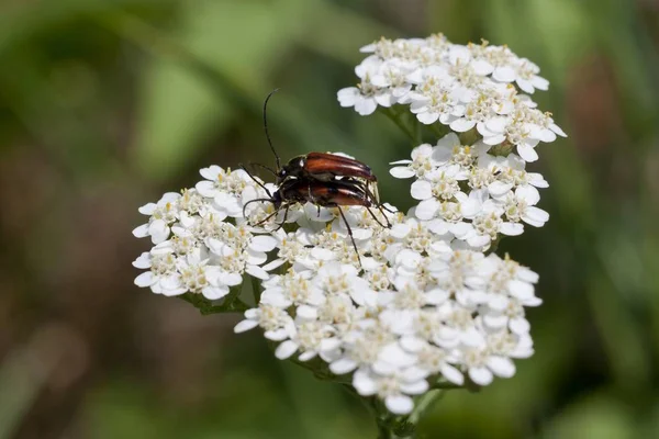 Coléoptères Bruns Sur Blanc Printemps Images De Stock Libres De Droits