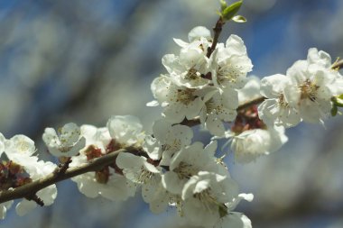 Beyaz kiraz çiçekleri.