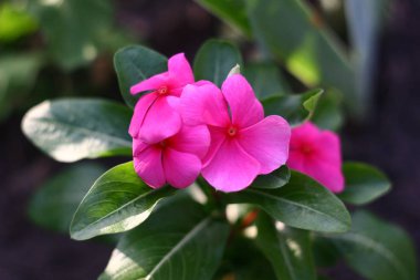 Sarı bir çiçekte yaban arısı