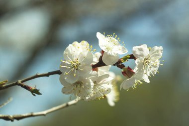 Beyaz kiraz çiçekleri.