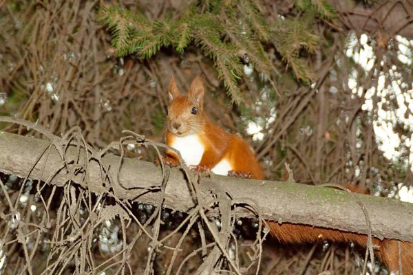 Güzel bir sincap bir dalda oturur.