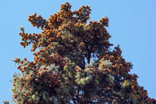 Güzel çam kozalakları mavi gökyüzü ile.