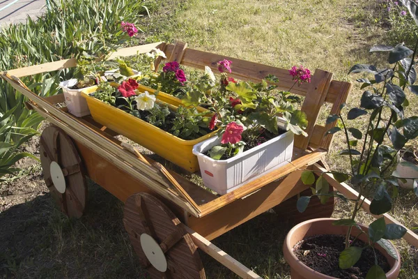 Trädgårdsmästare Vagn Med Blommor — Stockfoto