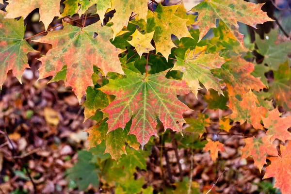 Akçaağaç yaprakları sonbaharda - Gadget'ınızı güzel bir ekran koruyucu.