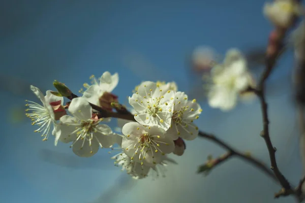 Flowers White Cherry — Stock Photo, Image