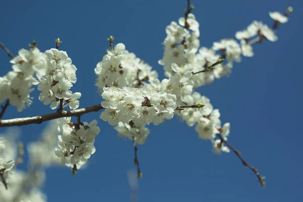 Beyaz kiraz çiçekleri.