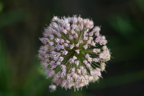 Intéressant Très Belle Fleur Comme Des Feux Artifice — Photo