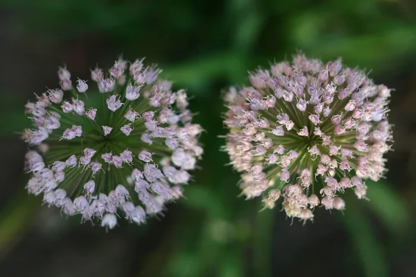 Interessante Und Sehr Schöne Blume Wie Feuerwerk — Stockfoto