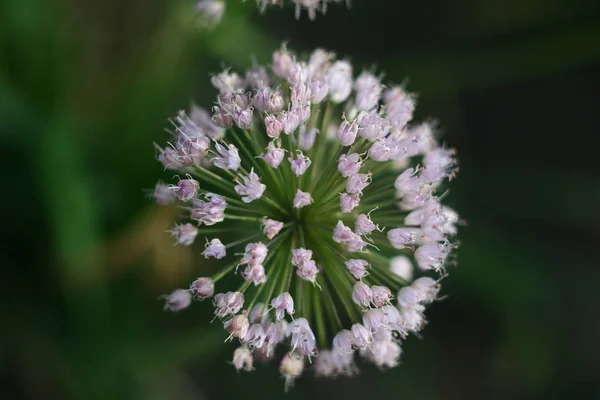 Fiore Interessante Molto Bello Come Fuochi Artificio — Foto Stock