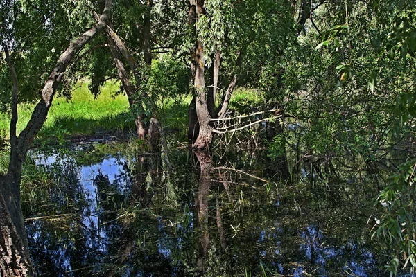 Sehr Schöner Sumpf Ausgezeichnetes Foto — Stockfoto