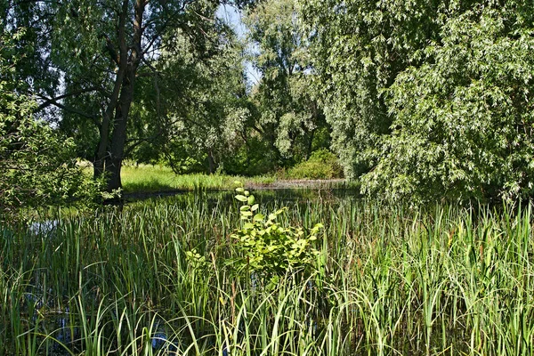 Very Beautiful Swamp Excellent Photo Picture — Stock Photo, Image