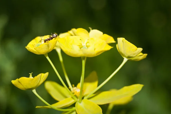 Ant Yellow Flower — Stock Photo, Image