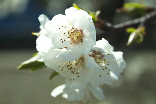 Beyaz kiraz çiçekleri.