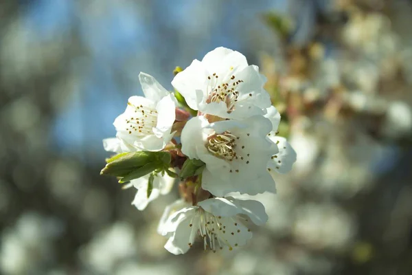 Beyaz kiraz çiçekleri.