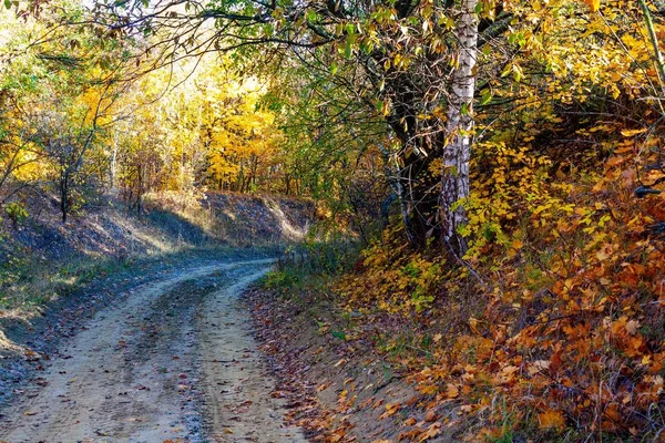 Altın Sonbahar ormanda - gadget için güzel bir ekran koruyucu.