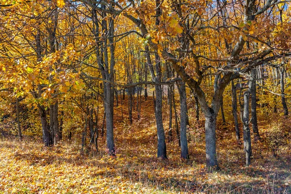Altın Sonbahar ormanda - gadget için güzel bir ekran koruyucu.