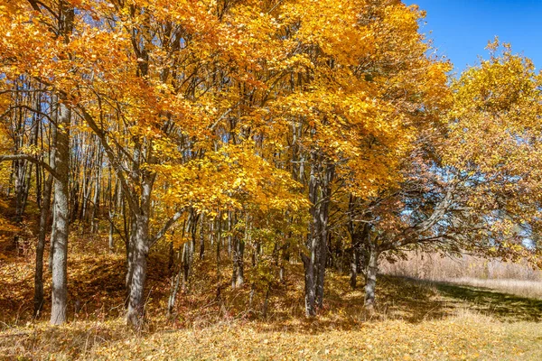 Altın Sonbahar ormanda - gadget için güzel bir ekran koruyucu.