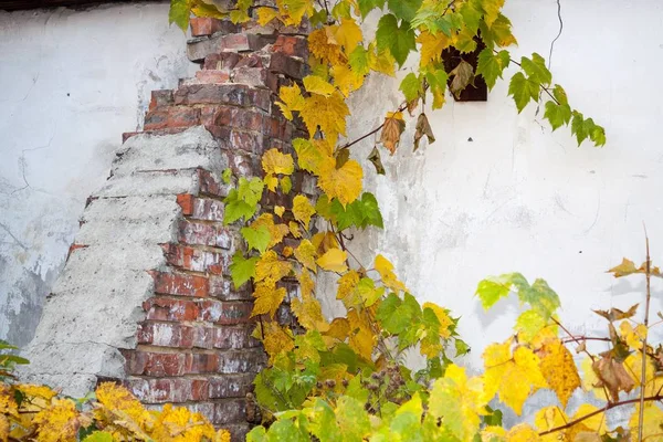 壁に秋のブドウ支店 — ストック写真