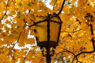 Arka plan bitki örtüsü üzerinde sonbaharda sarı fener.