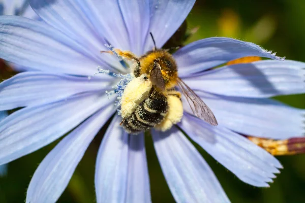 Bee Blue Color Collects Pollen Beautiful Screensaver — Stock Photo, Image