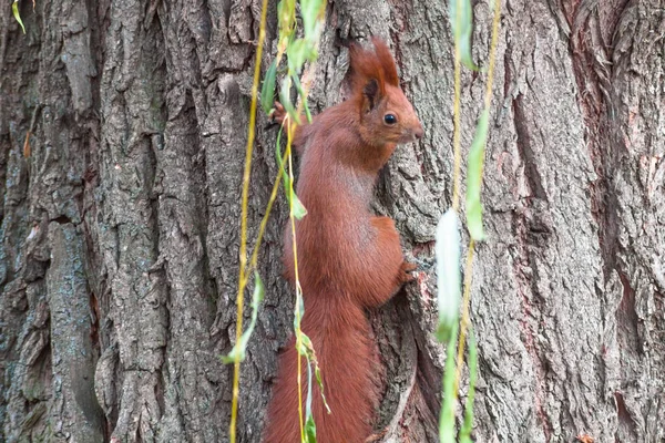Güzel kızıl sincap ormanın içinde.