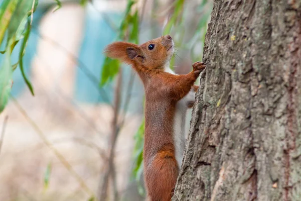 Güzel kızıl sincap ormanın içinde.