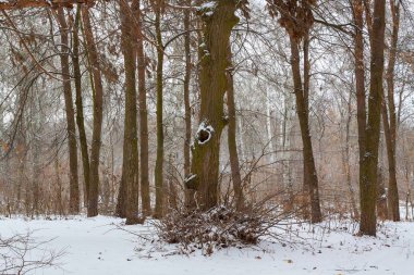 Bir boş (ev sincap ile kış ormanında ağaç).