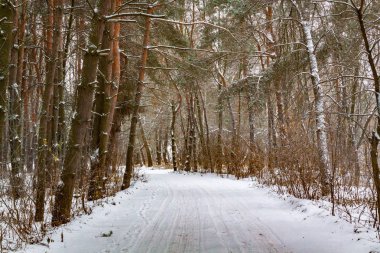 Kış ormanında karlı bir yol.