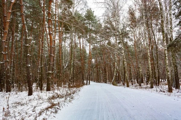 Kış ormanında karlı bir yol.