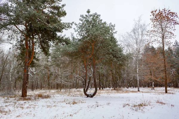 Orman Kral tahtına ağacıdır.