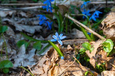 Bahar ormanında çiçek kardelenleri.