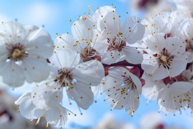Beyaz kiraz çiçekleri.