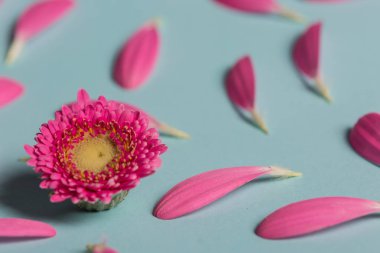 Pembe gerbera pestals mavi backgrond portre üzerinde