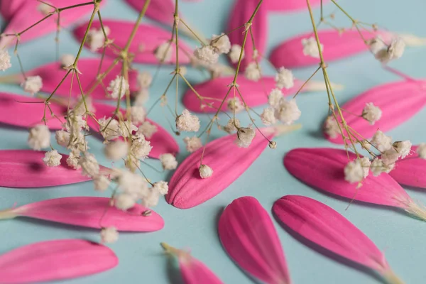 Pembe gerbera pestals beyaz çiçekli mavi backgrond üzerinde