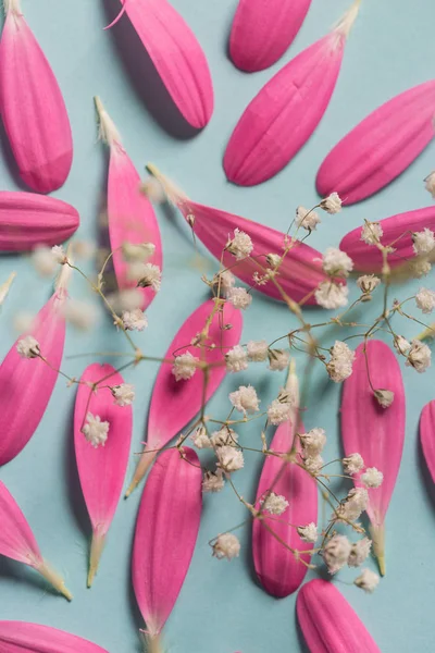 Pembe gerbera pestals beyaz çiçekli mavi backgrond üzerinde