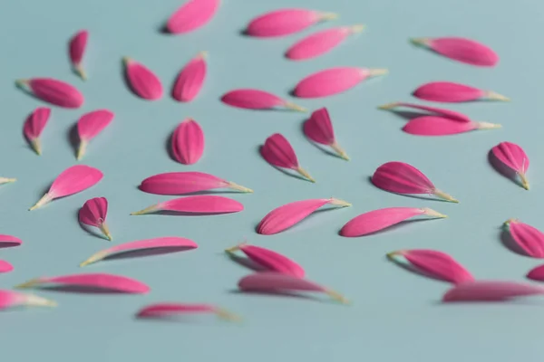 Pembe gerbera pestals mavi backgrond portre üzerinde