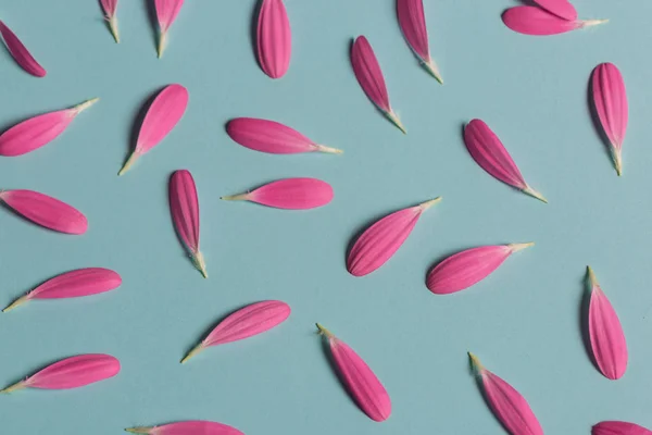 Pembe gerbera pestals mavi backgrond portre üzerinde