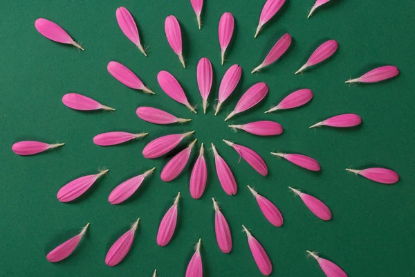 Pembe gerbera pestals yeşil zemin üzerine