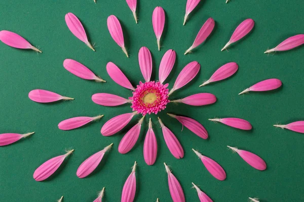 Pembe gerbera pestals yeşil zemin üzerine