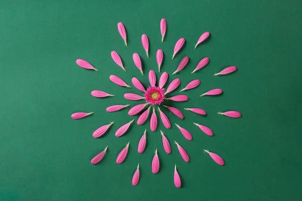 Pembe gerbera pestals yeşil zemin üzerine