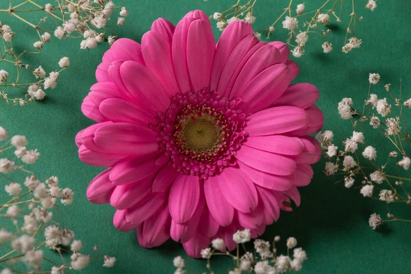 Pembe gerbera çiçek yeşil zemin üzerine beyaz çiçekli
