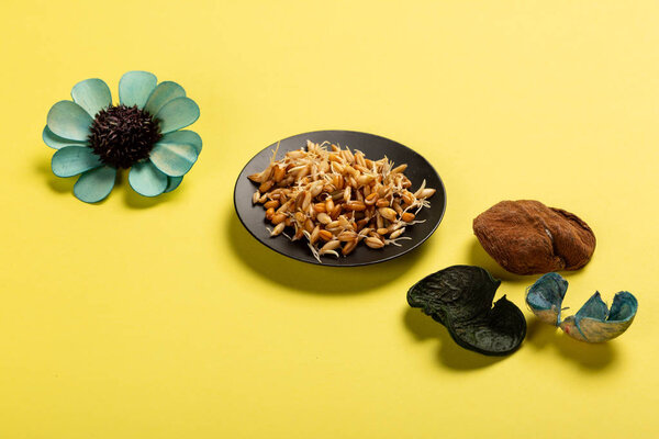 Sprouted seeds on plate on yellow background with flowers