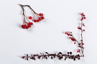 Autumn composition on white with branches of barbarry and rowan
