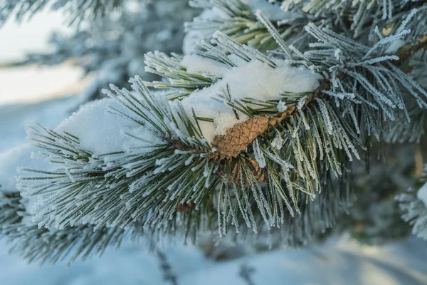 Tass Frost Och Snö Med Bula Stockfoto