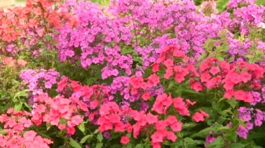                 rüzgarda sallanan Phlox çiçekler