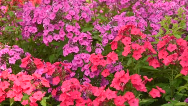 Fiori Phlox Ondeggiante Nel Vento — Video Stock