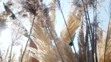 ağaçlar parlak öğleden sonra güneş ışınları ile video 1080p-kron.