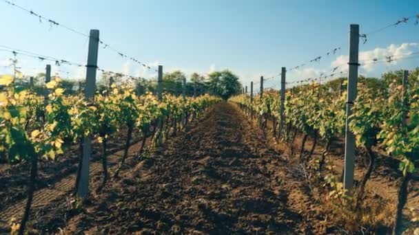 Groene wijngaarden, wijndruiven en blauwe luchten — Stockvideo