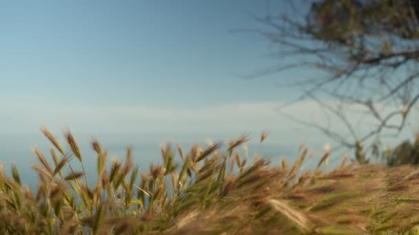 Des pointes d'or près de la mer bleue et du ciel — Video